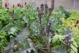 brocolli-purple-sprouting-broccoli-parsnips-redclover-guild-ediblebackyard-nz