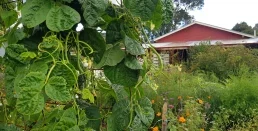 january-sown-climbing-beans-keep-flowering-if-ripe-beans-are-picked-daily-ediblebackyard-nz