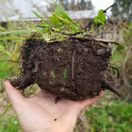 living-soil-looks-like-this-edible-backyard-nz